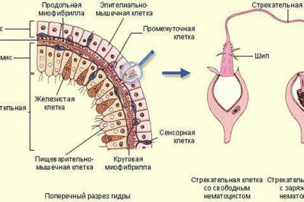 Kraken darknet ссылка